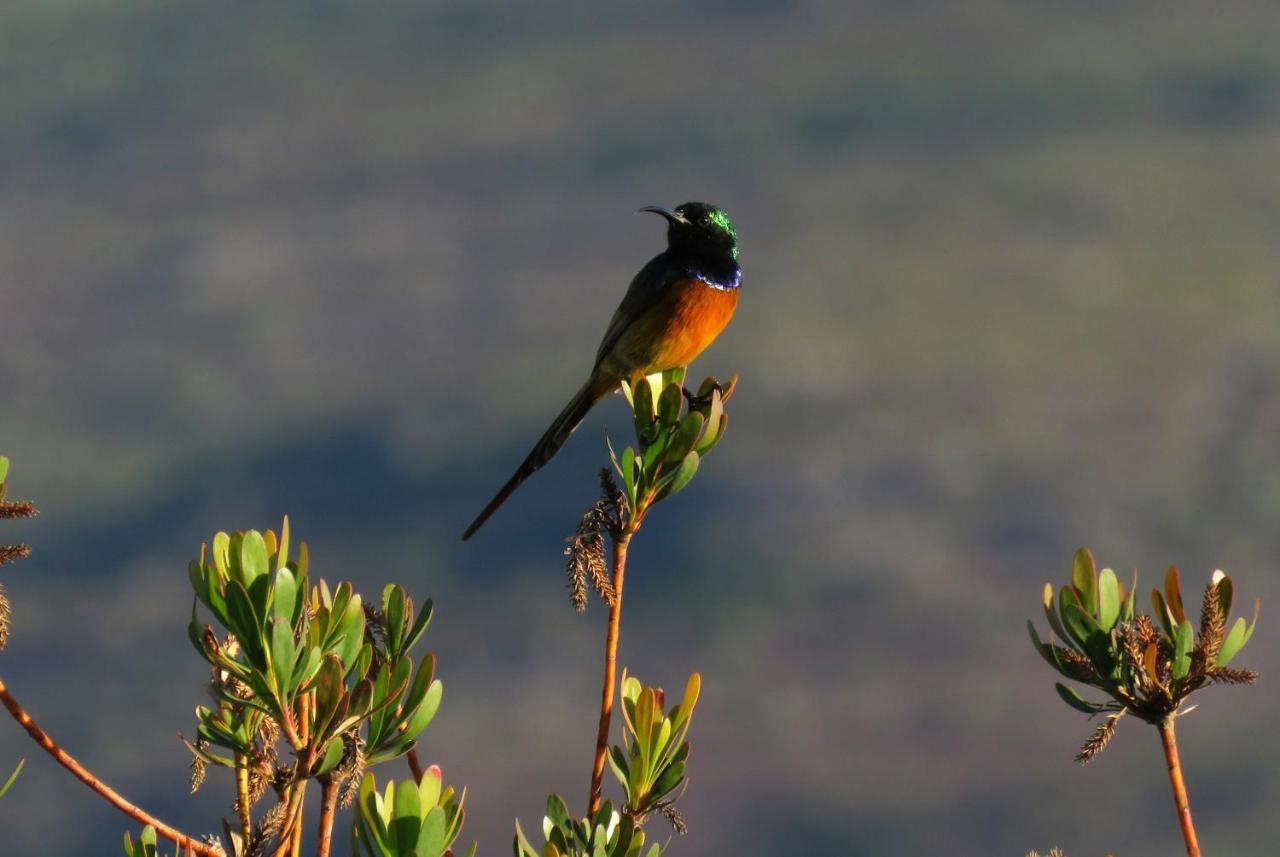 Farm 215 Private Nature Reserve Uilenkraal Esterno foto